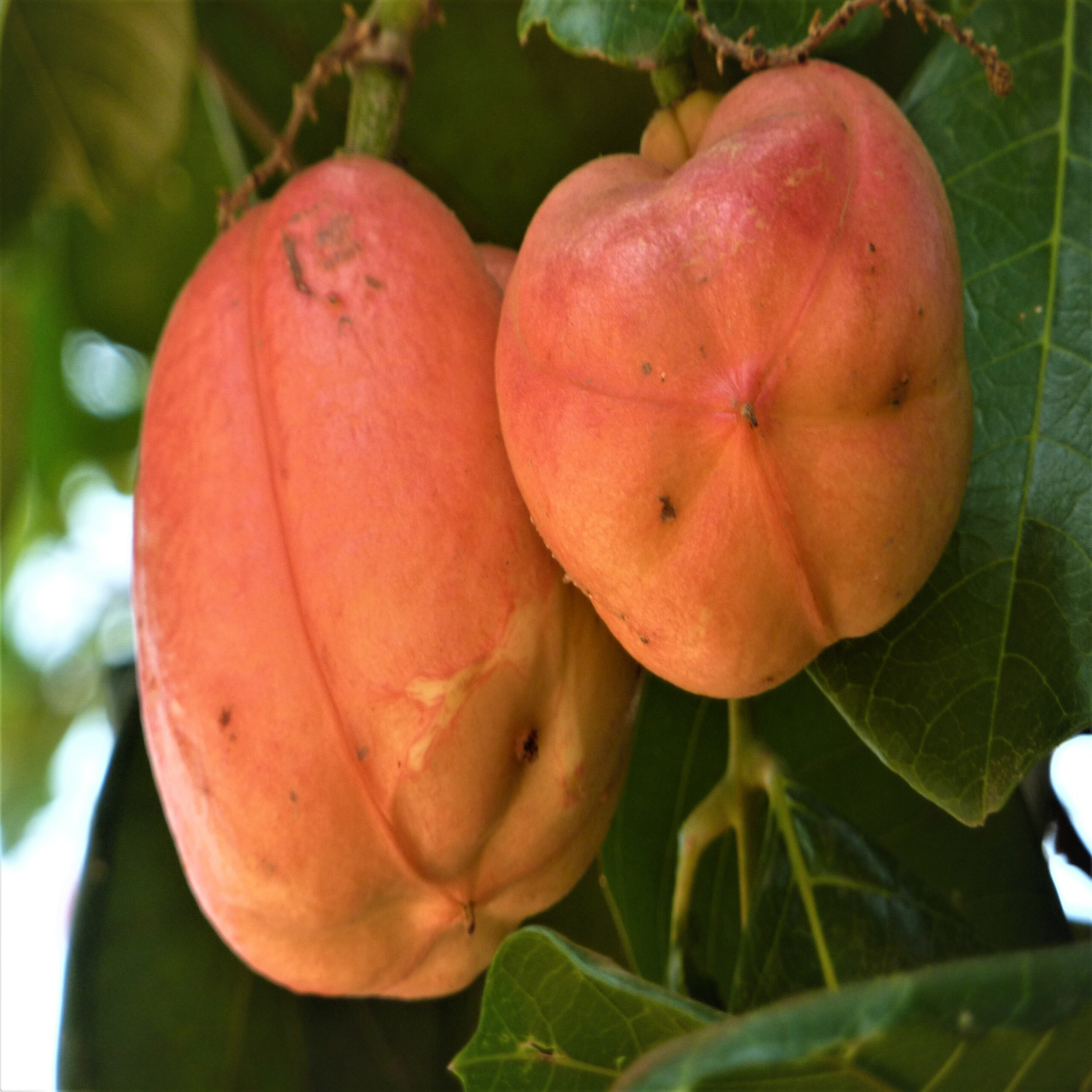 Fruit-B-sapida-2