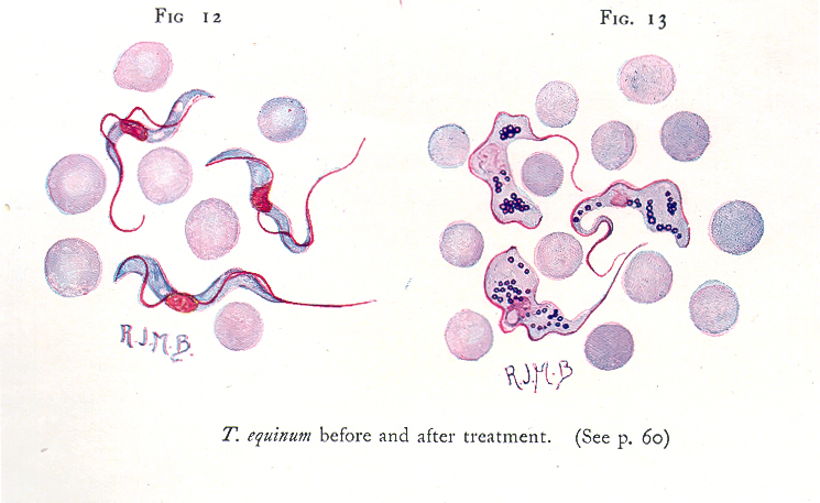 Thomas-Breinl-1905-parasite-et-traitement
