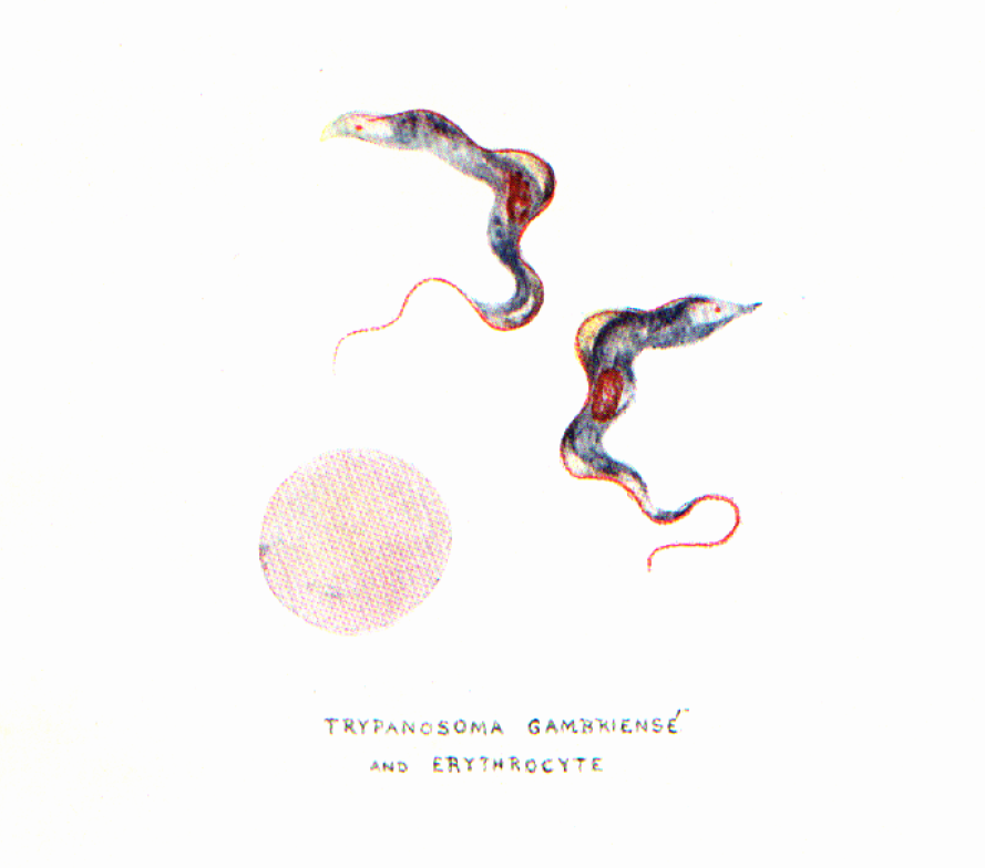 Trypanosomiase – Katanga